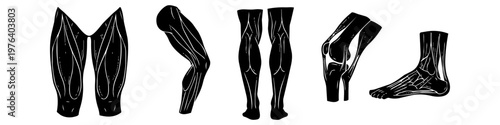 Detailed black and white silhouette illustrations of human leg anatomy, including thigh muscles, calves, knee joints, and foot structure for medical and educational purposes.