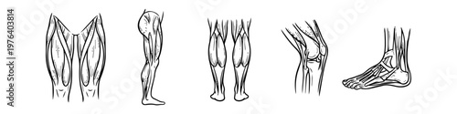 Anatomical line art of human leg muscles, knee joints, and foot bones. Hand-drawn sketches showing various perspectives of the muscular and skeletal system for medical or educational use.