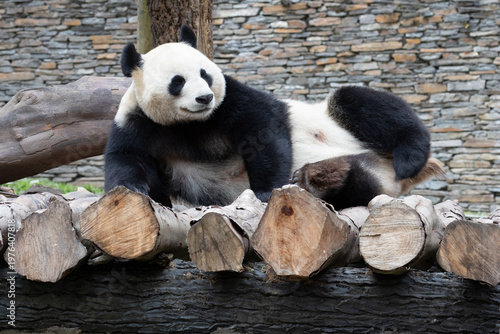 Funny Pose of a happy Panda