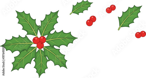 Vector illustration of holly leaves and red berries in festive Christmas design
