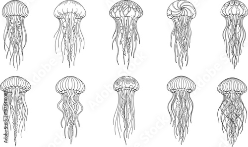 Vector illustration of jellyfish line drawings showing diverse bell shapes and tentacle patterns