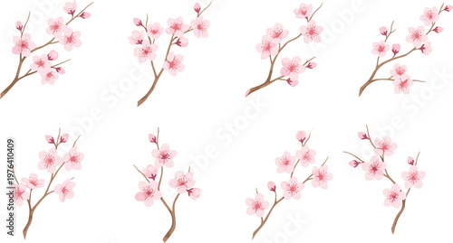 Vector illustration of cherry blossom branches with delicate pink flowers and buds on brown stems