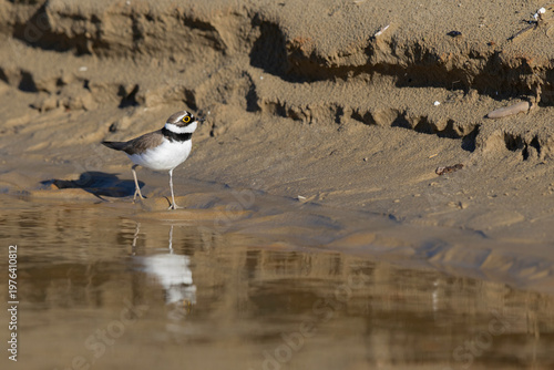 Little Ringed Plover (Charadrius dubius) walking on the sandy river bank with reflection in the water