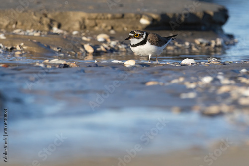 Little Ringed Plover (Charadrius dubius) foraging among sea shells on the beach