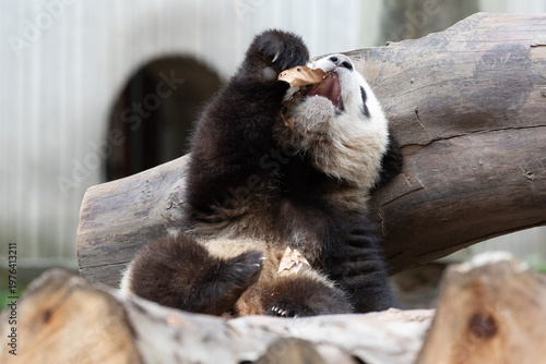 Giant Panda Cub Playfully Biting a Dry Leaf, Wolong Panda Base, China