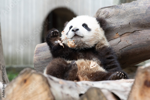 Giant Panda Cub Playfully Biting a Dry Leaf, Wolong Panda Base, China