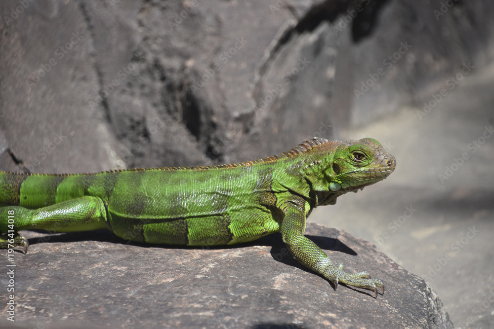 Fototapeta premium Green Iguana Poised on a Rock Near Water