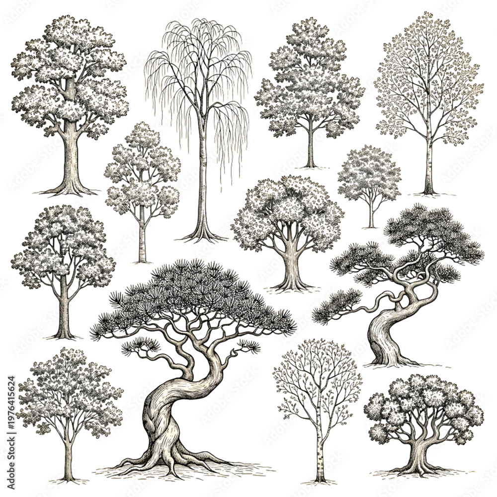 Fototapeta premium Advanced Realistic Tree Collection with Mature Trunks and Pine Varieties, Hand Drawn Set of Ancient Oaks, Weeping Willows, and Textured Conifers for Landscape Design Vector Illustration