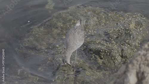 Wallpaper Mural Willet Foraging Among Algae-Covered Rocks in Shallow Water Torontodigital.ca