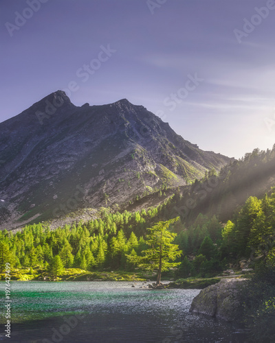 Quadro su tela Tree at Lake Arpy and Alps Mountains at Sunset