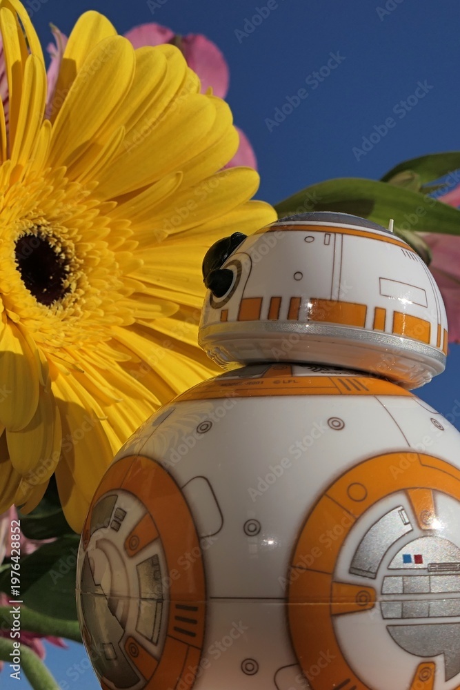 Obraz premium Star Wars BB-8 spherical astromech droid looking closely at blossoming gerbera flower in bouquet, sunlit by spring morning sun, blue skies in background. 