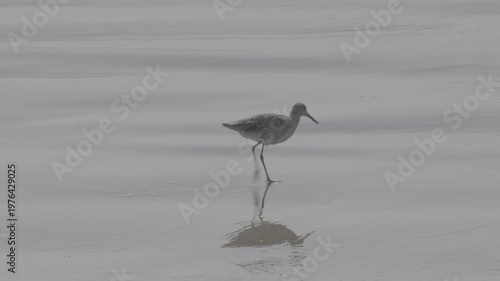 Wallpaper Mural Willet Wading and Foraging With Reflection on Mudflat Torontodigital.ca