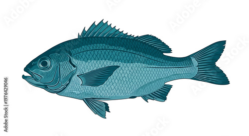 A teal-colored fish illustration with scales and fins on a white background