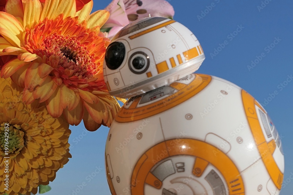 Obraz premium Model of Star Wars spherical droid BB-8 looking at blossoming yellow to orange Gerbera flower in bouquet with pink Astroemeria flowers, also called Peruvian Lily. Morning sunshine, clear blue skies. 