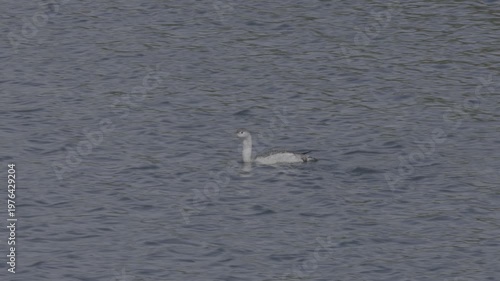 Wallpaper Mural Red-throated Loon Diving and Surfacing in Ballona Creek Torontodigital.ca