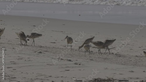 Wallpaper Mural Marbled Godwit Flock Probing Wet Sand Near Breaking Waves Torontodigital.ca