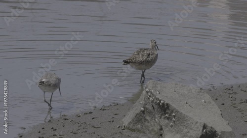 Wallpaper Mural Whimbrel and Willet Foraging Together on Shallow Mudflat Torontodigital.ca