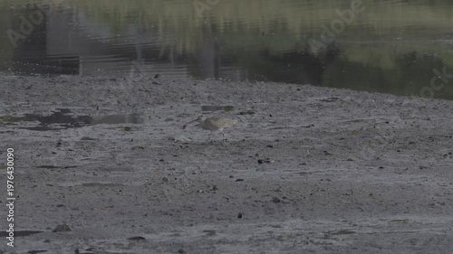 Wallpaper Mural Hudsonian Whimbrel Foraging Alone on Mudflat With Reflections Torontodigital.ca