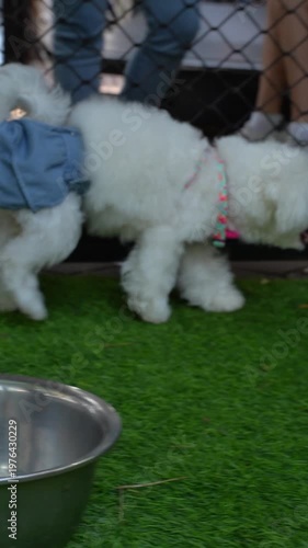 White Bichon Frise dog standing and poodle near fence and metal bowl on green grass, ideal for pet lifestyle, grooming, hair styling and commercial video use.