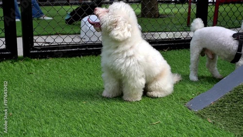 Fluffy white small dog at a dog park, cute playful pet portrait on green grass with bright natural light.