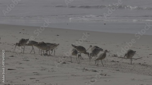 Wallpaper Mural Marbled Godwits Foraging Along Beach Surf Line Torontodigital.ca