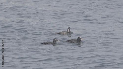 Wallpaper Mural Three Surf Scoters Drifting on Open Pacific Water Torontodigital.ca
