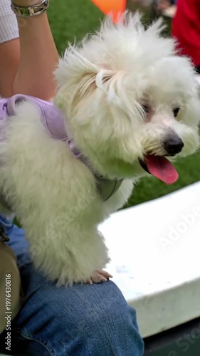 Cute white Maltese with fluffy fur and tiny tongue out, perfect for pet lifestyle, viral content, adorable reels, and commercial use.