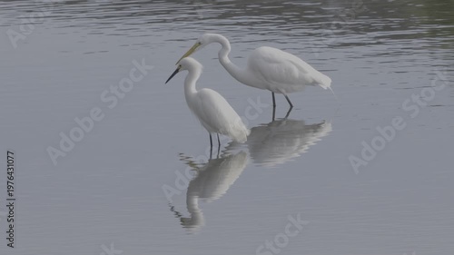 Wallpaper Mural Snowy Egret and Great Egret Pair With Mirror Reflections Torontodigital.ca