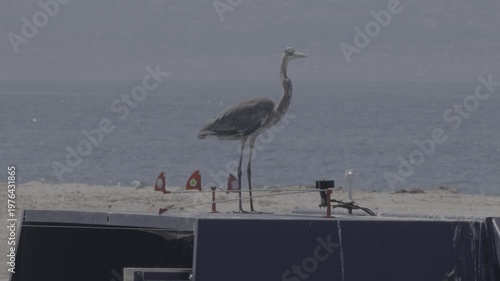 Wallpaper Mural Great Blue Heron Standing on Structure Near Beach Torontodigital.ca
