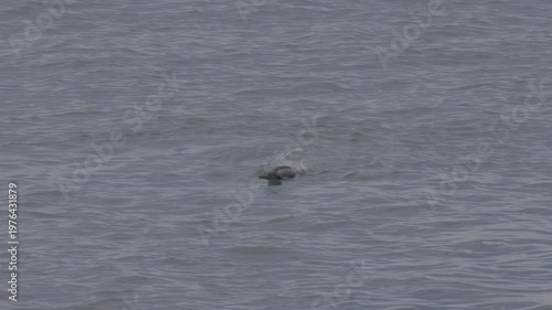 Wallpaper Mural Injured Double-Crested Cormorant Struggling in Open Water Torontodigital.ca