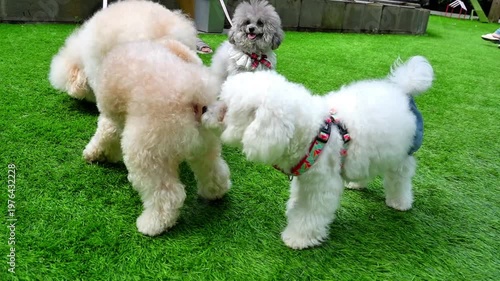 Fluffy small dogs playing on green grass in a dog park, cute outdoor pet lifestyle scene with friendly social interaction.