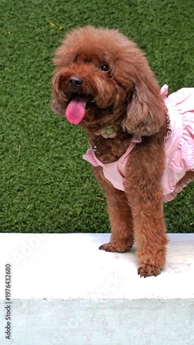 Cute brown Toy Poodle in a pink dress smiling on green grass, perfect for pet fashion, viral content, lifestyle, and commercial use.