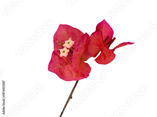 Bougainvillea also called paperflower grows on the street.  Cut out and isolated.