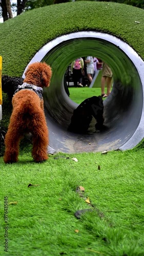 Cute red poodle dogs in the dog park tunnel, cheerful outdoor pet scene on green grass with a fun activity atmosphere.