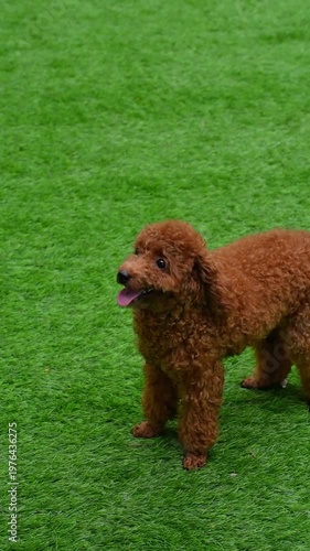 Cute red toy poodle standing on green grass, playful and curly, perfect for pet, lifestyle, viral, and commercial video content.