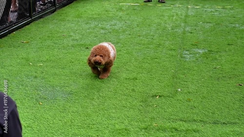 Cute brown Poodle dog running on green grass in dog park, fun outdoor pet lifestyle with happy and energetic aura.