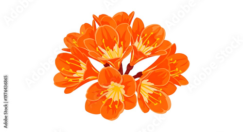 A vibrant orange flower illustration with yellow stamens on a white background