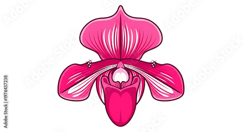 A vibrant pink orchid flower illustration on a white background