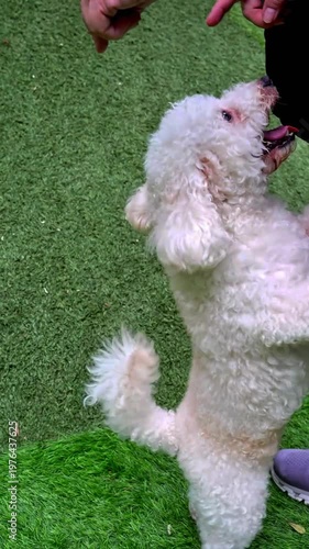 Cute white Toy Poodle standing on its hind legs on green grass, perfect for pet training, playful reels, lifestyle content, and ads.