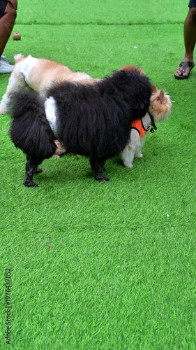 Pomeranian dog, a black poodle with thick fur walking on green grass with other dogs, is perfect for pet lifestyle, fun short videos, viral content and commercial use.