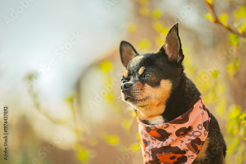 Fotografía Chihuahua dog in a bandana on a nature background.