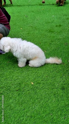 Small poodles and bichon-type dogs playing on green grass, perfect for pet lifestyle, dog park, social media, and commercial content.