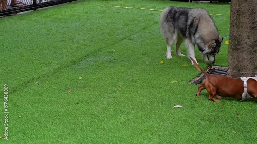 Large fluffy Malamute or Husky playing with a cute Dachshund on green grass in a dog park, fun outdoor pet lifestyle.