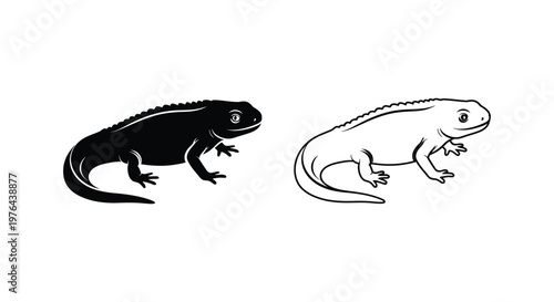 Black and White Newt Comparison Guide Vector