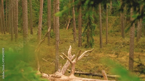 Scenic view pine forest with fallen dead tree, framed by swaying in wind evergreen branches. Textured bark trunks, mossy ground, wild natural environment to cover topics of deforestation, biodiversity