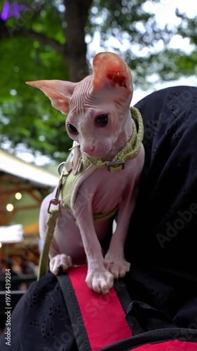 Cute Sphynx cat wearing a harness outdoors, perfect for pet lifestyle, exotic animal content, viral reels, and commercial use.