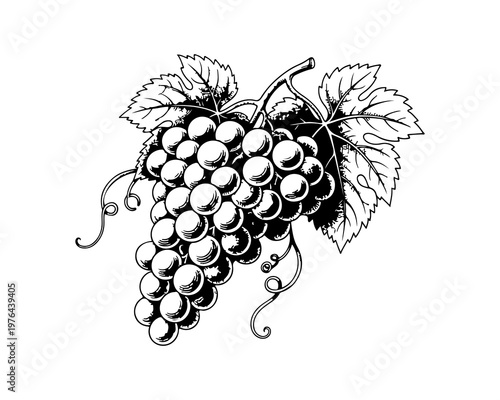 Elegant Grapes: A beautifully detailed illustration showcases a cluster of ripe grapes, ready to be harvested, with lush leaves and delicate tendrils, offering a glimpse of vineyard bounty.