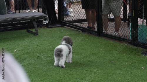  A cute Bichon Frise or Poodle mix walking on green grass in a dog park, enjoying a fun pet lifestyle as an adorable outdoor companion.