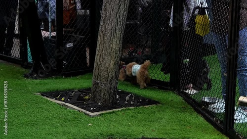 Cute small poodle walking in a sunny dog park, fluffy pet outdoors, playful lifestyle, adorable companion animal scene.