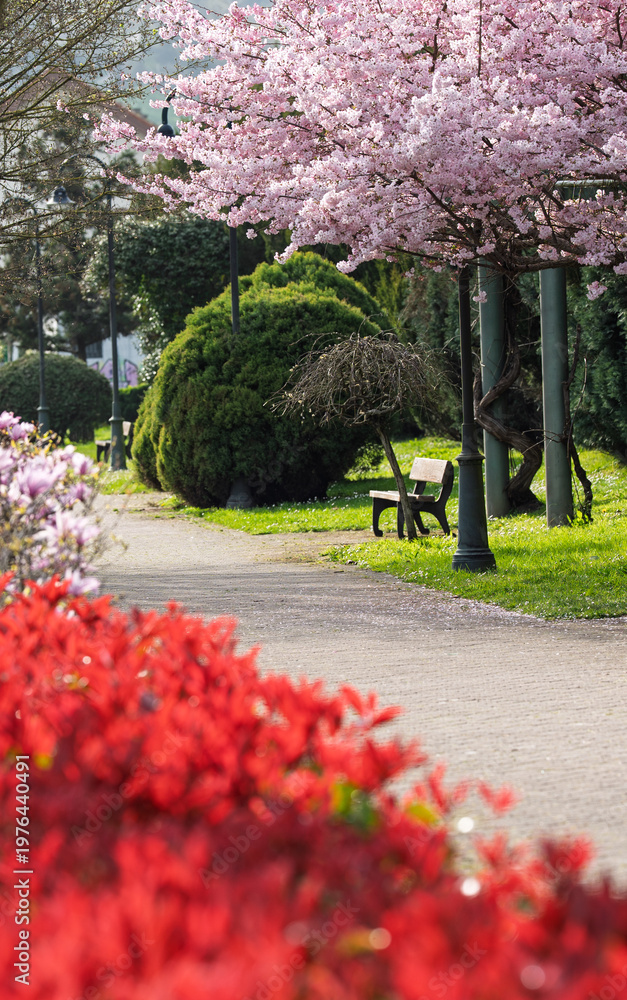 Fototapeta premium Cherry Blossom Walkway With Bench in Spring Park